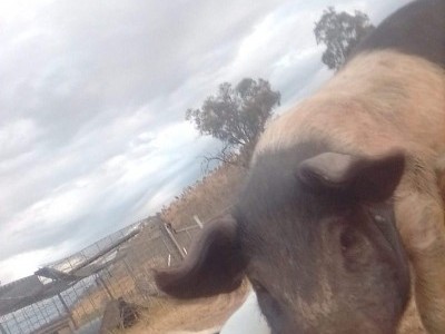 my pig farm