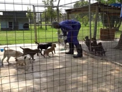Home for puppies