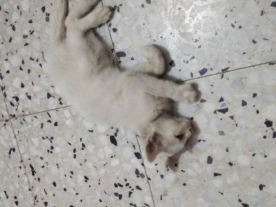 My cat needs treatment