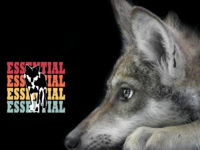 help the wolves to be safe!