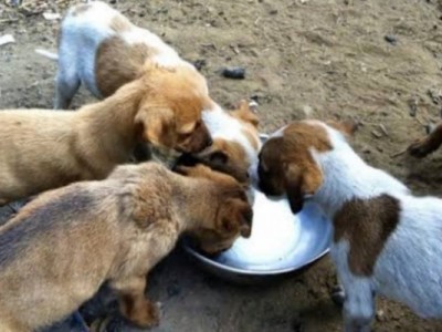 feeding dogs near me