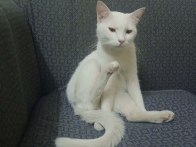Food and vacation fund for pet cat