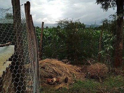 Food security