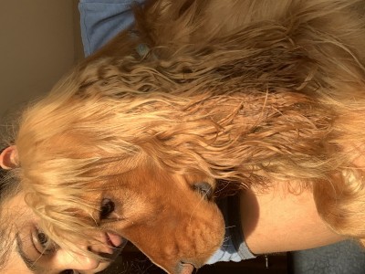 Help Bruno to go home