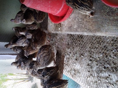 Feeding the birds