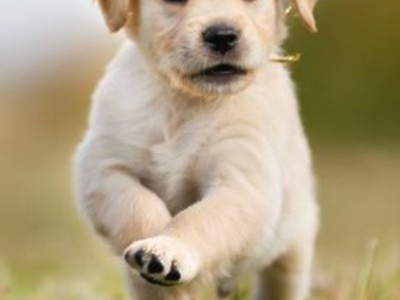 Pup need feeding