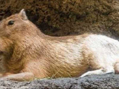 Save capybara