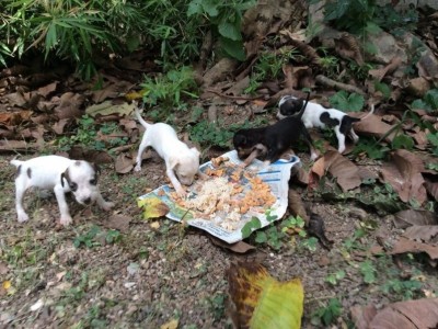 Saving our helpless animals