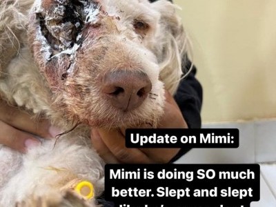 Need to rescue this dog