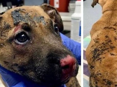 Puppy Set on fire