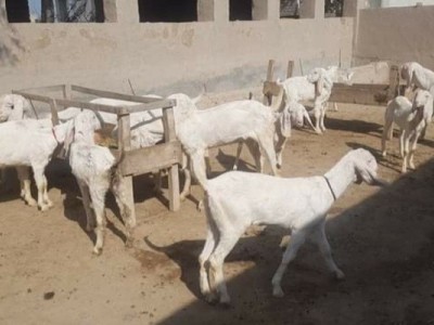 Feed for animals