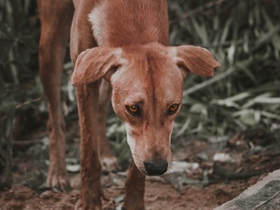 Aniaml shelter and Rescue