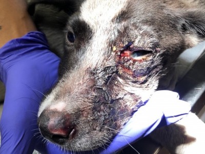 Puppy set on fire