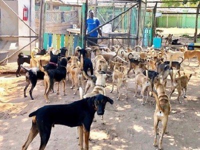 EMERGENCY ELT ANIMAL SHELTER RELOCATION