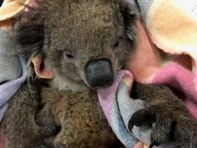 Help Vets help suffering wildlife