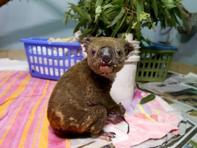 Australian Bushfire Fundraiser