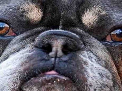 Keep WAGS Pet Adoption open