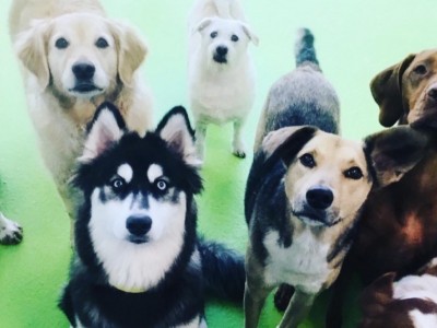 Help Jackson's Place Unleashed Pet Resort