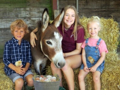 Help Feed the Longdown Farm Animal