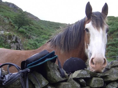Horses survive Coronavirus