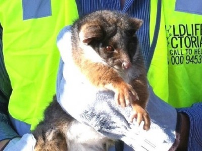 Wildlife Victoria Bushfire Appeal