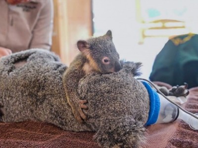 Australian Wildlife Outreach