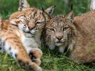 Zoo/Sanctuary needs Help