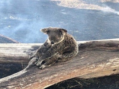 Lachlan Bailey’s Australian Wildlife