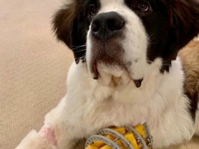 Teddy's Second Chance At Life