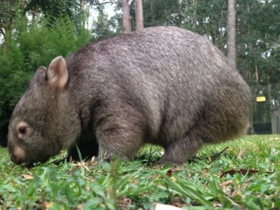 Wildlife carers burnt while defending