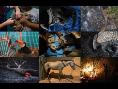 Wildlife Affected by the Fires in the Amazon