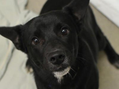 Help Yukon strays get vet care