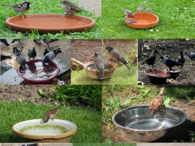 Save Sparrow Mission