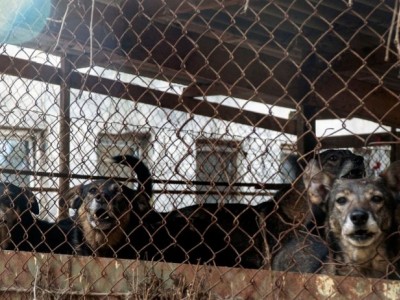 Help Animal Shelters in Ukraine