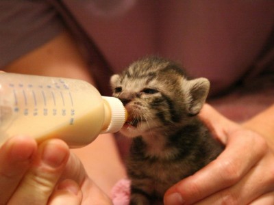 Help kittens