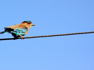 SAVING BIRDS AND ANIMAL LIFE