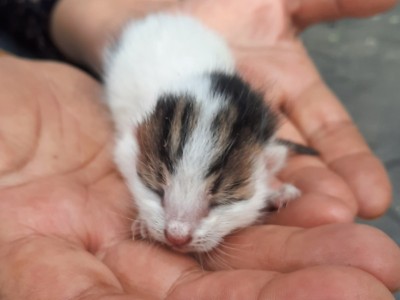 Protection of stray animals