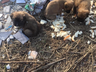 Abandoned puppies with parvo