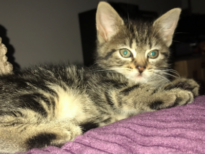 Cat shot, fatally injured and NEEDS surgery!
