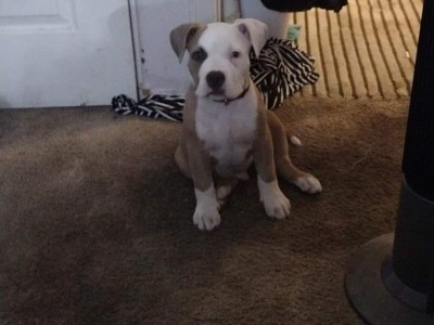 Help Little BDAWG come back home