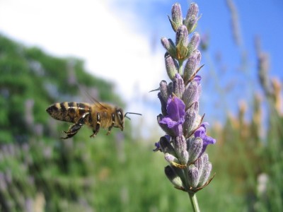Save honey bees and more