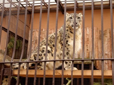 Help the zoo