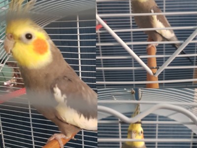 Feed cockatiels