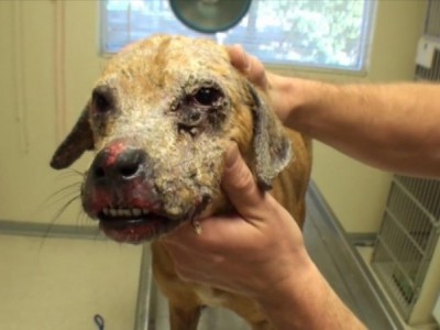 Can you help him to get covered that face