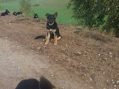 Emergency help for puppies!