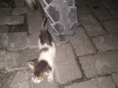 Building A shelter for cats in Maldives