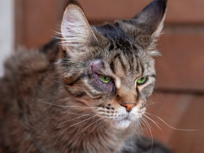 CAT RESCUE CHARITY