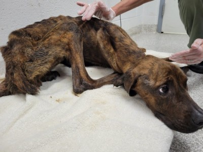Need help for Rescuing the Abandoned Dog