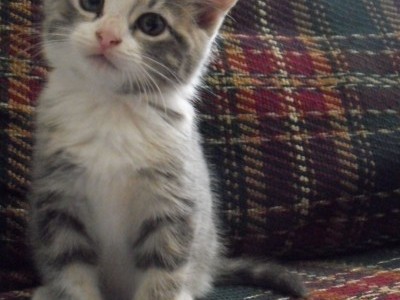Help me raise money for a baby kitten