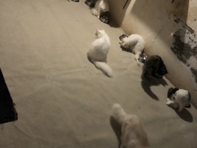 Animal shelter house